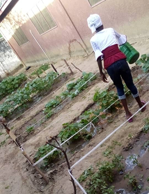 School Garden Photo