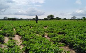 Seeds that produce a harvest